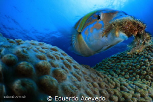 Endoscopic len. by Eduardo Acevedo 